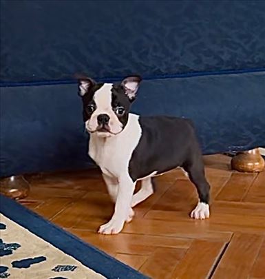 Bostonski terijer, štene