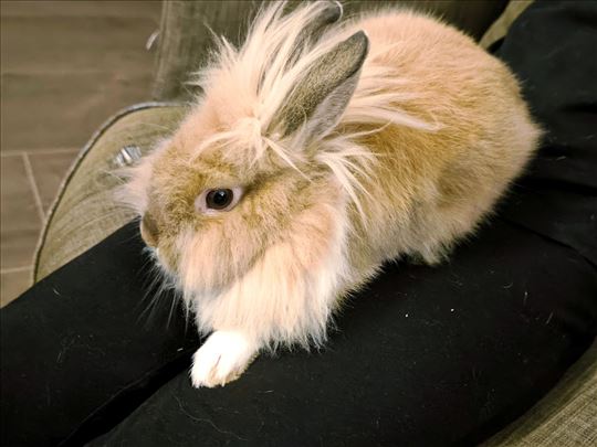 Dva patuljasta kunića 