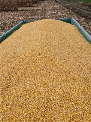 Kukuruz u zrnu Ljubovija