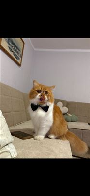 Persijska , mlada mačka