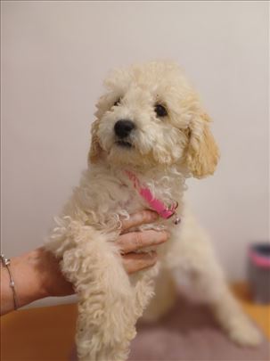 Pudla štene, devojcica