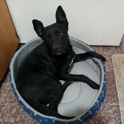 Vojvođanski pulin, mlad pas