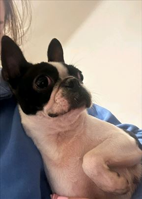 Bostonski terijer, na poklon!