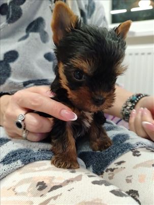 Jorkširski terijer, štene