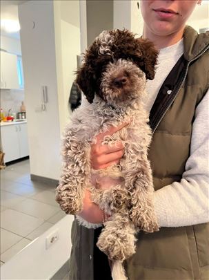 Lagotto romagnolo štenci