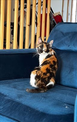 Mače za udomljavanje 