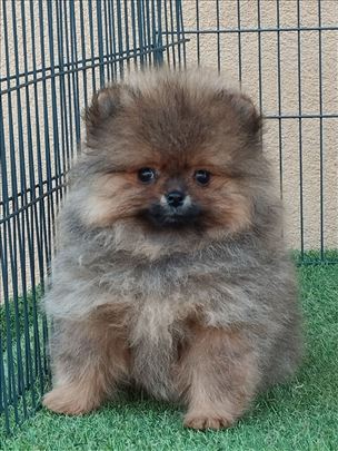 Oranz zenkica ( sa fotografije )