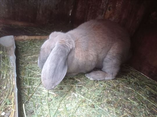 Ovnoliki zečevi na prodaju 