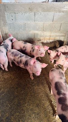 Prodajem prasad prasiće do 30 kg