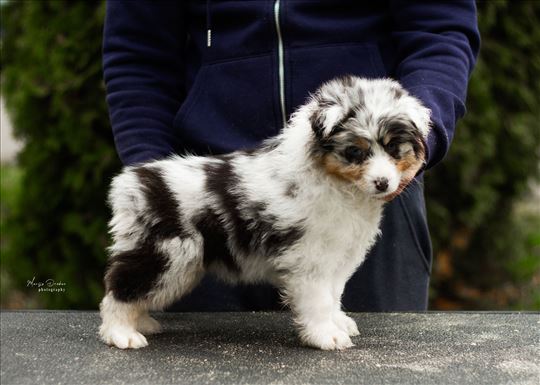 Australijski ovčar, štenci