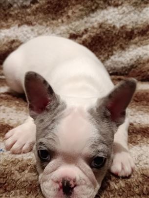 Francuski buldog, štene