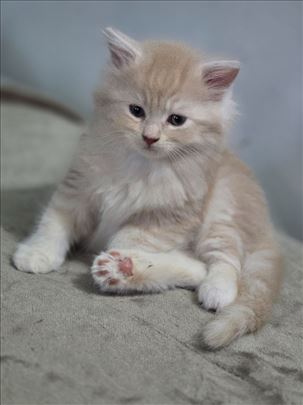 Maine Coon , mače