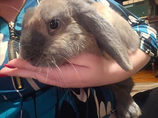 Poklanjamo 6-mesecnu zenku Mini Lopa