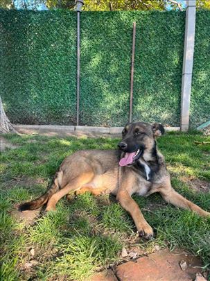 Udomljavanje, udomi i sve je obezbeđeno