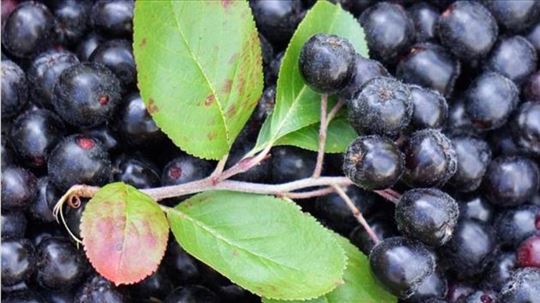 Aronija Melanocarpa