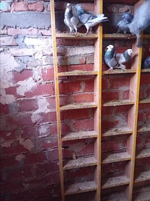 Golub engleski Tipler