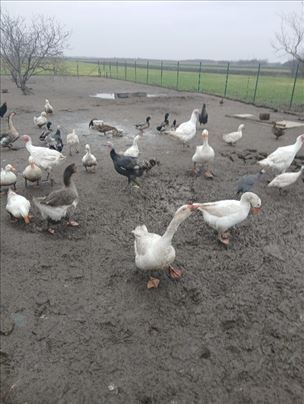 Guske,ćurke,divlje patke,i čili vili patke.