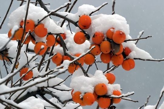 Japanska jabuka kaki