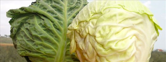 Kupus na veliko sorta pruktor Novi Pazar