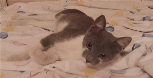 Mešanac, mlada mačka