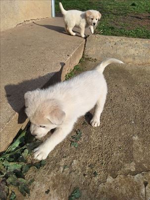 Mešanac, štene samojeda