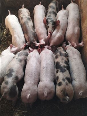 Prase 20-24kg 350 din kg