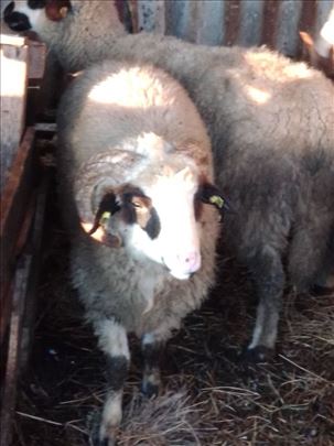 Prodajem Sjeničke Ovniće Umatičene