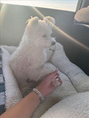 Kovrdžavi bišon, mlad pas