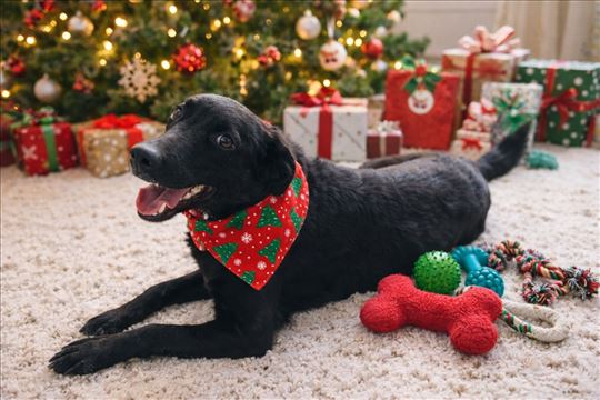 Labrador retriver, mlad pas