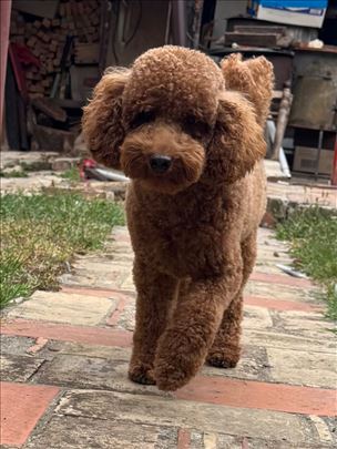 Muzjak aprikot pudla