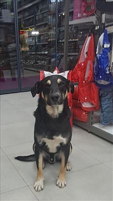 Najbolji pas na svetu, mešanac, mlad pas