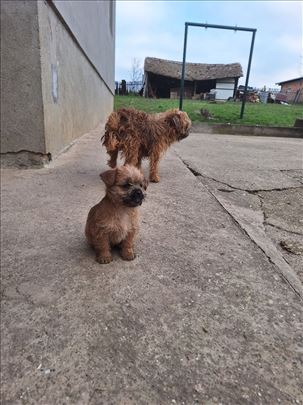 Norvički terijer, štene