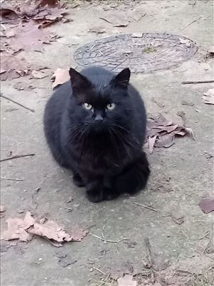 Poklanja se lep,umiljat,drag,pitom Polupersijaner