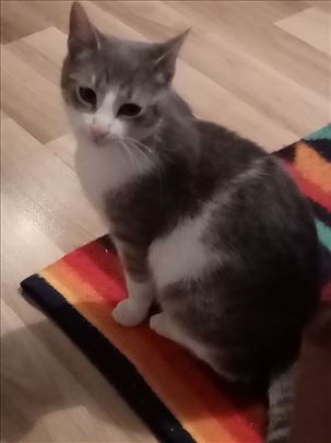 Poklanja se mlad,pitom,drag,umiljat mačak