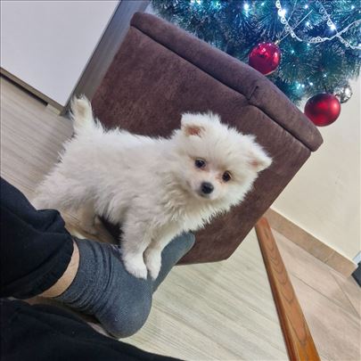 Pomeranski špic , štene