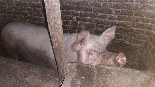 Prodajem debele svinje i prasice