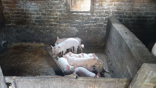 Prasici i debele svinje prodaja