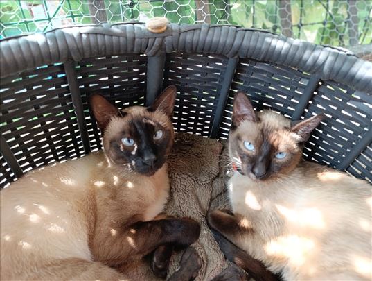 Sijamska , mlada mačka