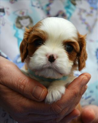 Stenci Cavaliera King Charles španijela