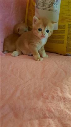 Britanska kratkodlaka, mače