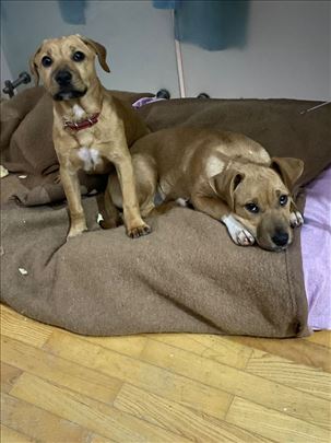 Dve prelepe sestrice traži dom