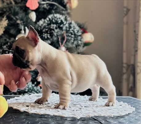 Francuski buldog stenci - top- vrhunske kr.liniji 