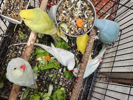 Mali Aleksandri ovogodišnji