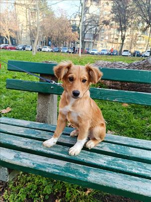 Na poklon: Štenci manjeg rasta