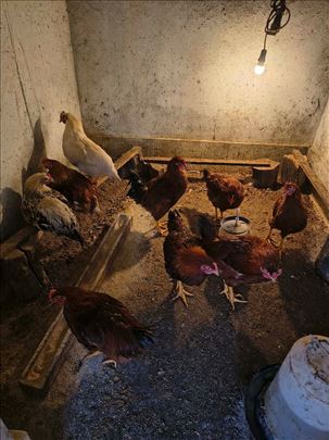 Na prodaju pilići – domaći uzgoj