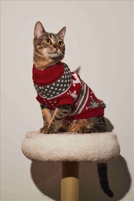 Prelepi zavodnik Bengi traži dom!