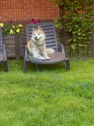 Sibirski haski , mlad pas