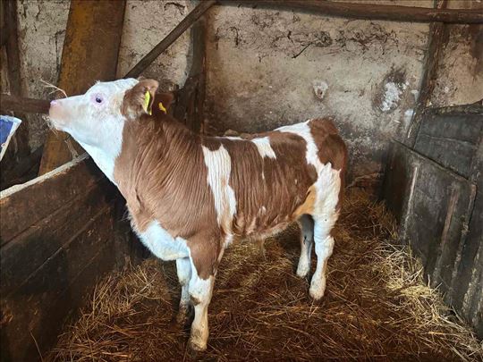 Simental muško tele 