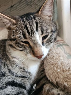 Tobi čeka stalni dom 