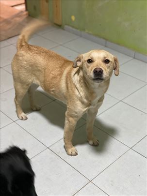 Žu-Žu traži hitno dom